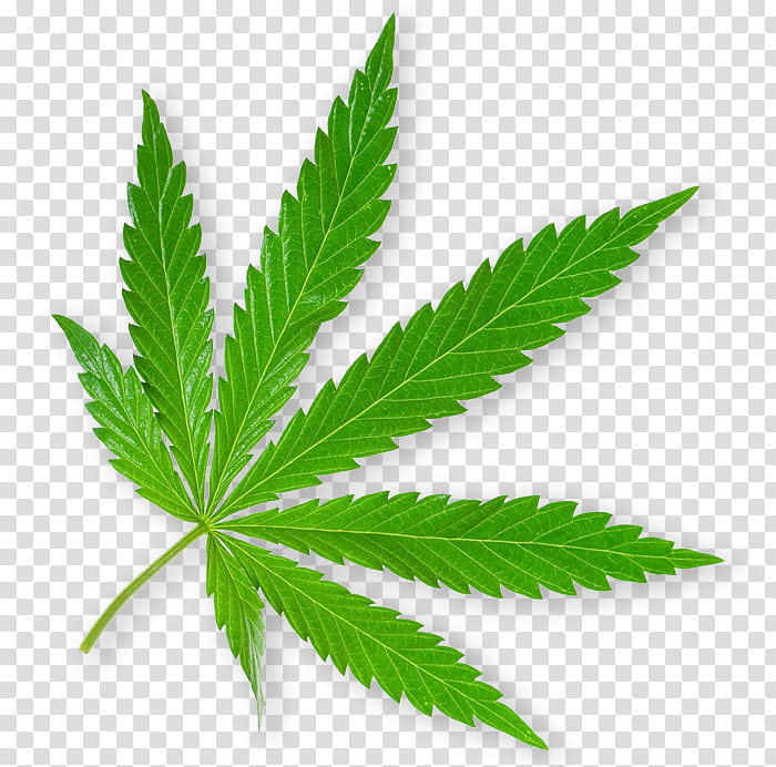Cannabis Leaf, Cannabis Sativa, Sticker, Hash Oil, 420 Day, Hemp, Bong ...