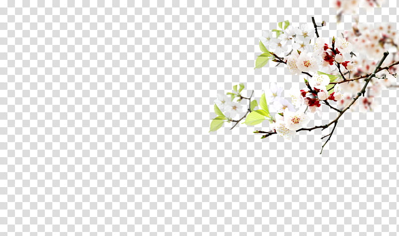 Cherry Blossom, No Water No Moon, Sufism, Book, Meditation, Esotericism, Zen, Author, Astrology, Oshō transparent background PNG clipart