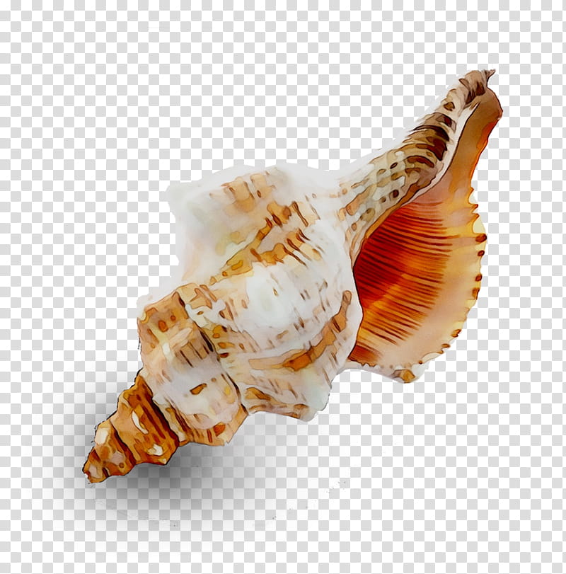 Snail, Seashell, Conch, Trumpet, Conchology, Cockle, Sea Snail, Shankha transparent background PNG clipart