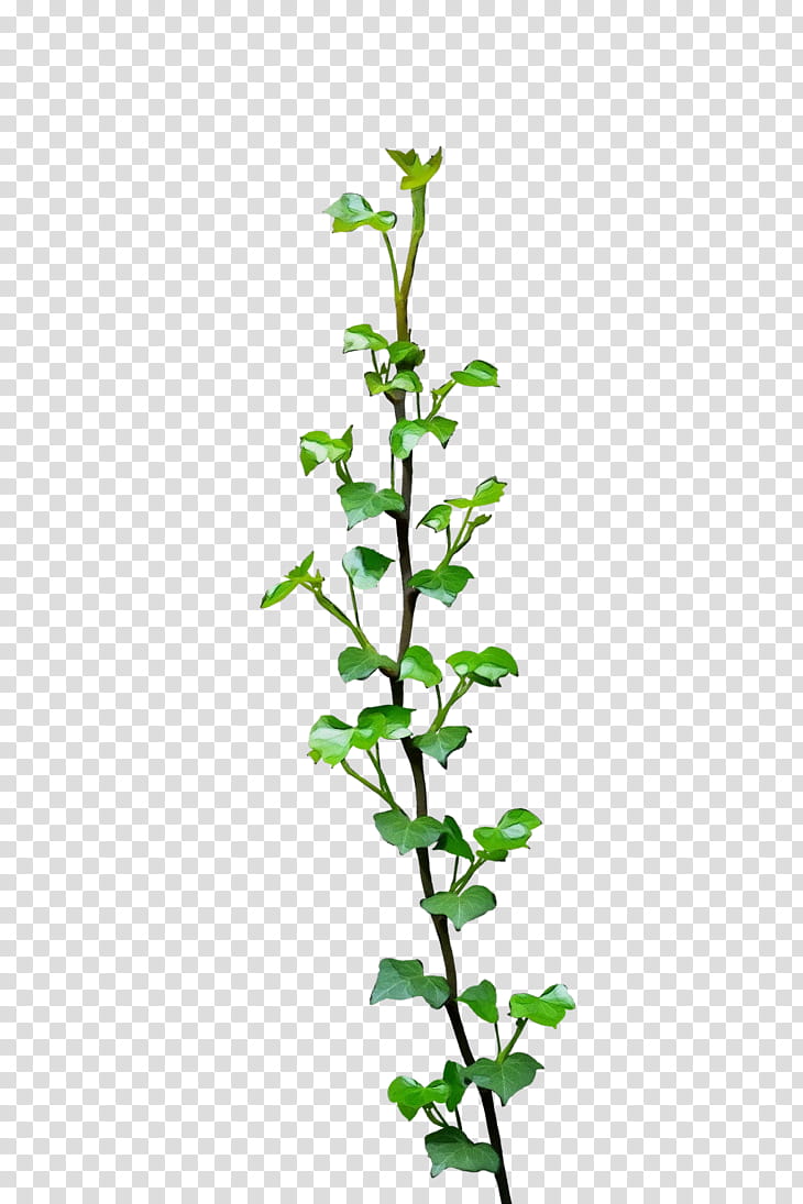 Twig Plant stem Subshrub Leaf Flower, Watercolor, Paint, Wet Ink, Plants, Herb, Pedicel, Mock Orange transparent background PNG clipart