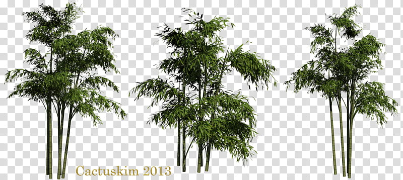 Bamboo Rendered, tall trees transparent background PNG clipart
