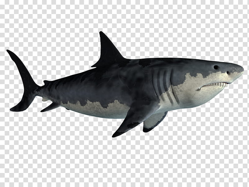 Monster Shark s, black and gray shark transparent background PNG clipart