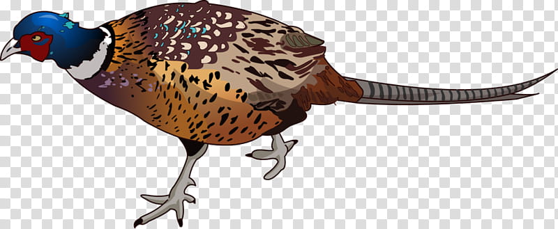 Ink Brush, Pheasant, Ringnecked Pheasant, Bird, Chicken, Golden Pheasant, Silver Pheasant, Dinosaur transparent background PNG clipart