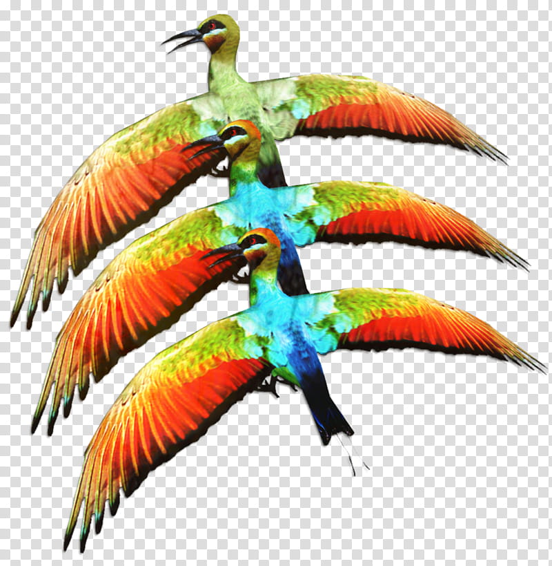 Bird Parrot, Macaw, Parakeet, Beak, Feather, Pet, Wing, Bird Supply transparent background PNG clipart