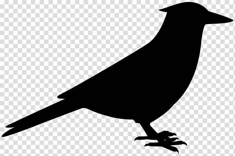 Bird Silhouette, American Crow, Common Raven, Beak, New Caledonian Crow, Crowlike Bird, Perching Bird, Rook transparent background PNG clipart
