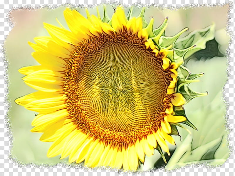 Sunflower, Wo, To, No, Ni, Ya, Blog, 2018 transparent background PNG clipart