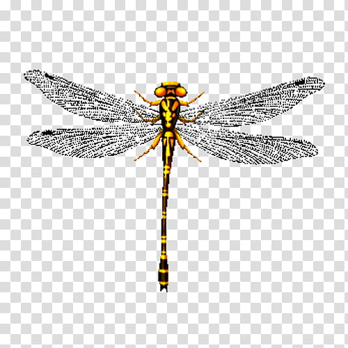 Motif, Dragonfly, Ornament, Pterygota, Shape, Odonate, Insect, Dragonflies And Damseflies transparent background PNG clipart