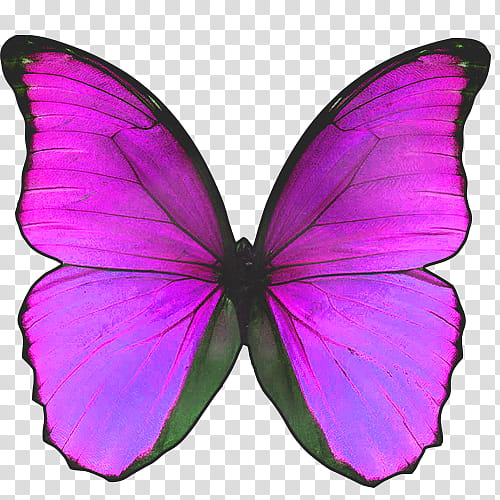 Mariposas, purple and black butterflt transparent background PNG clipart
