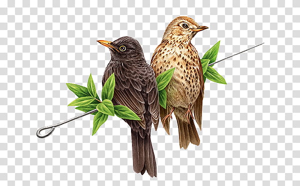 , two brown and b lack bird on gray metal wire transparent background PNG clipart