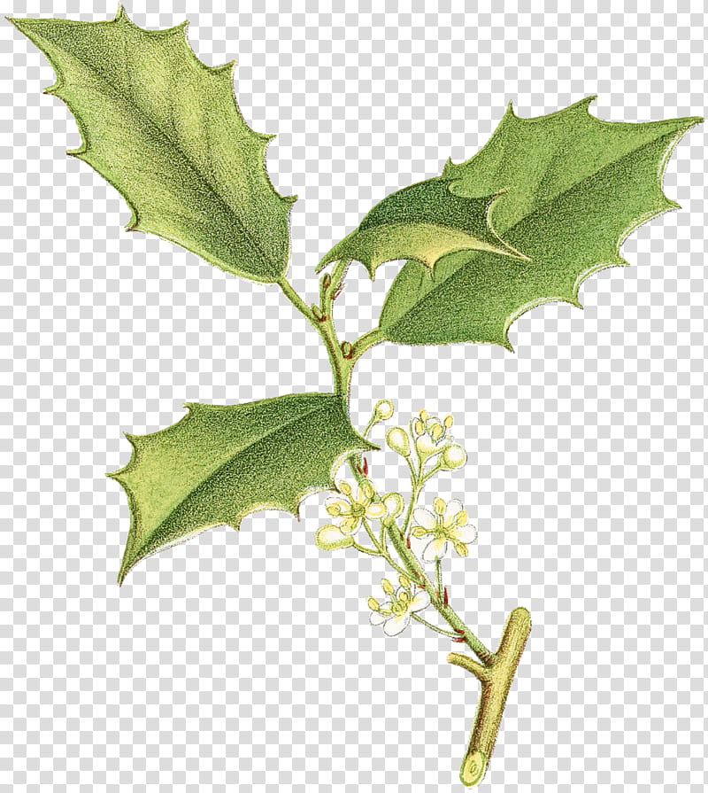 Holly, Leaf, Black Oak, American Holly, Flower, Plant, Plane, Tree transparent background PNG clipart