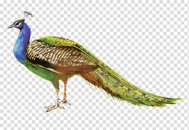 , blue and green peacock transparent background PNG clipart
