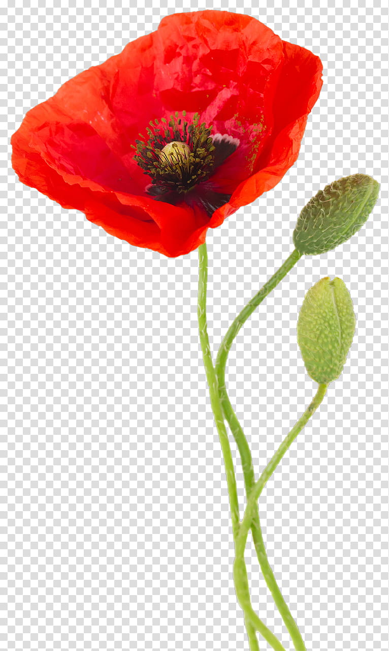 Poppy Flower, Oriental Poppy, Common Poppy, Opium Poppy, Coquelicot, Poppy Family, Petal, Plant Stem, Anemone transparent background PNG clipart
