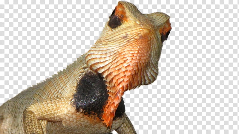 Reptile Reptile, Lizard, Video Games, Computer Monitors, Agamid Lizards, Scaled Reptiles, Snout transparent background PNG clipart