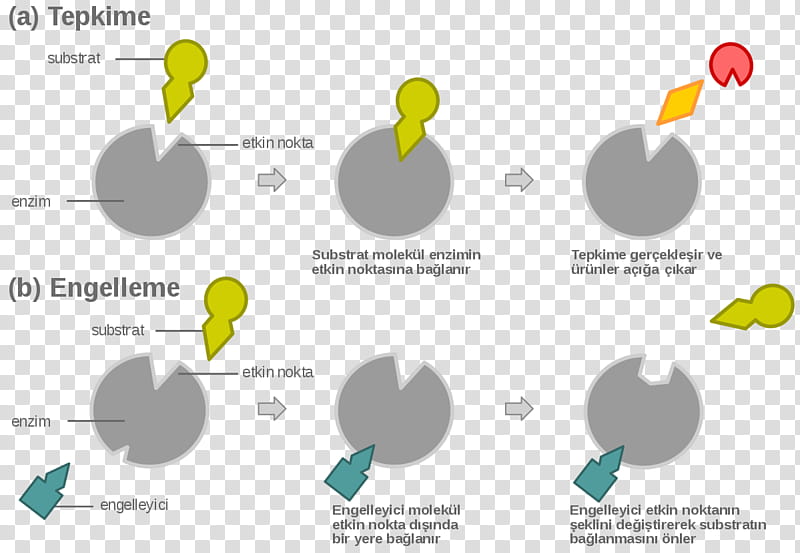 Competitive Inhibition Text, Noncompetitive Inhibition, Enzyme Inhibitor, Substrate, Uncompetitive Inhibitor, Enzyme Kinetics, Enzyme Substrate, Allosteric Regulation transparent background PNG clipart