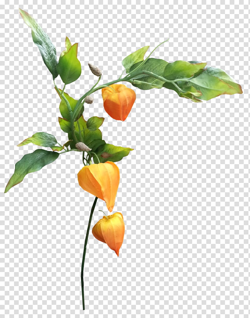 Flowers, Chinese Lantern, Peruvian Groundcherry, Fruit, Autumn, Berry, Berries, Paper Lantern transparent background PNG clipart