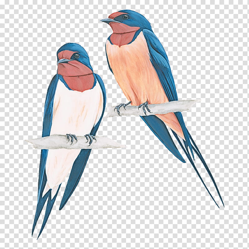 bird beak european swallow bluebird songbird, Perching Bird transparent background PNG clipart