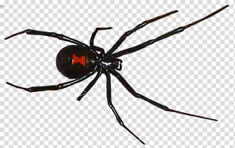 Gertrude Black Widow updated transparent background PNG clipart