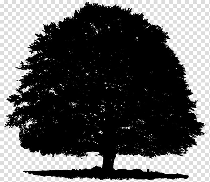 Christmas Black And White, Tree, Silhouette, Branch, Christmas Tree, Icono, Canopy, Plants transparent background PNG clipart