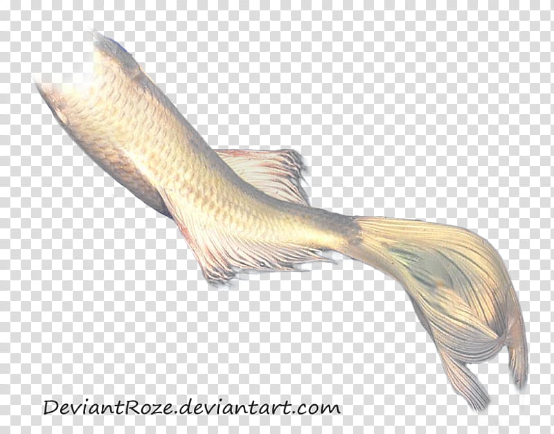 Mermaid Tail  White Koi, grey fish illustration transparent background PNG clipart