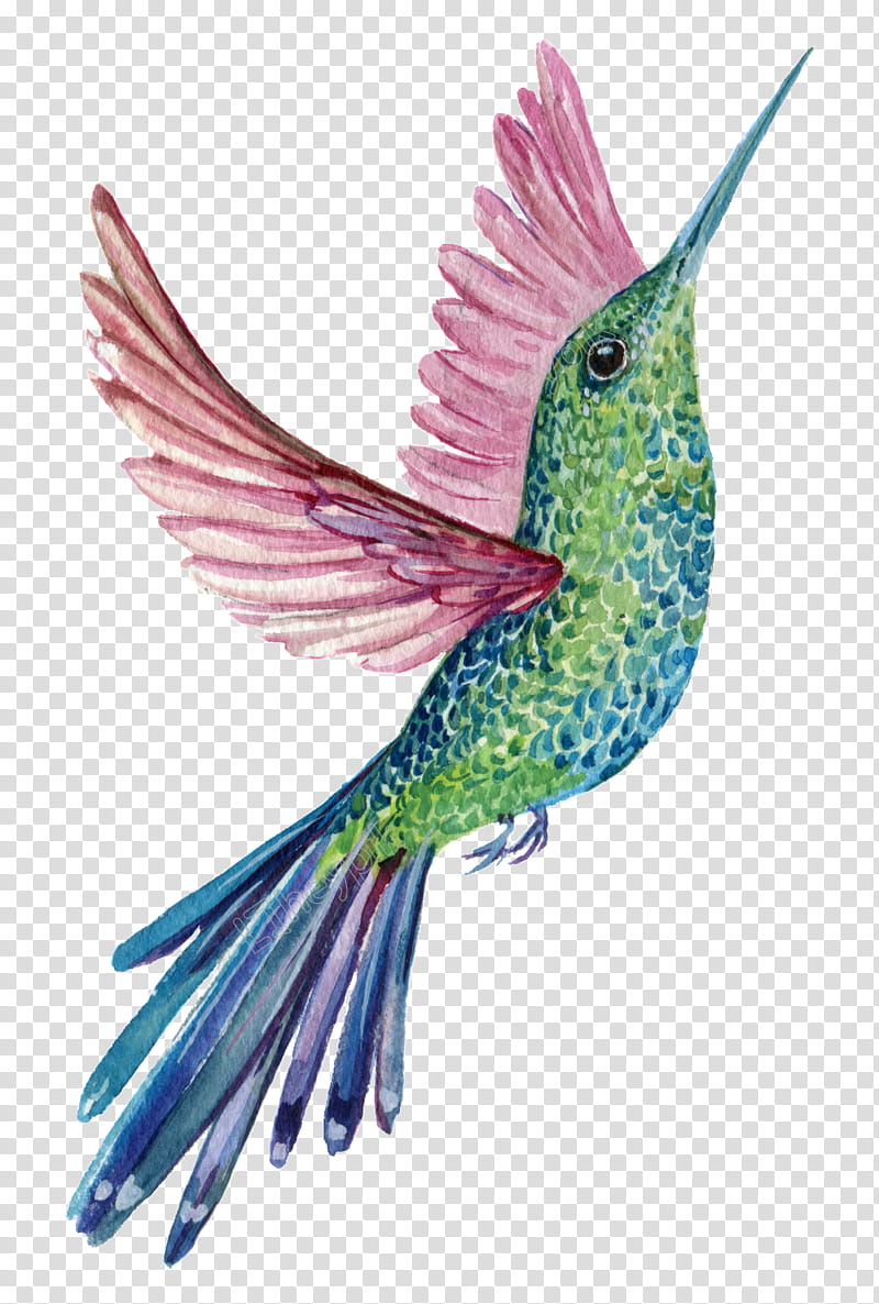 Watercolor, Watercolor Painting, Saatchi Art, Watercolor, Bird, Hummingbird, Beak, Feather transparent background PNG clipart