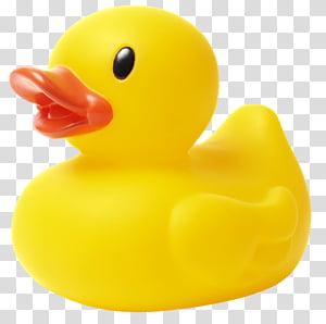 Duckie Toth Transparent Background Png Clipart Hiclipart - roblox ducky hat