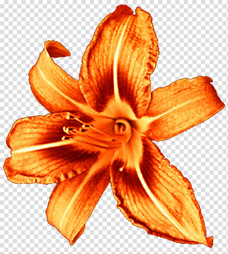 Marmalade Lily transparent background PNG clipart