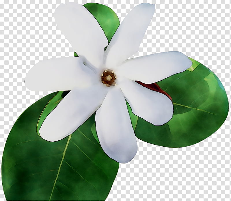 Green Leaf, Plants, Flower, White, Petal, Magnolia, Automotive Wheel System, Magnolia Family transparent background PNG clipart