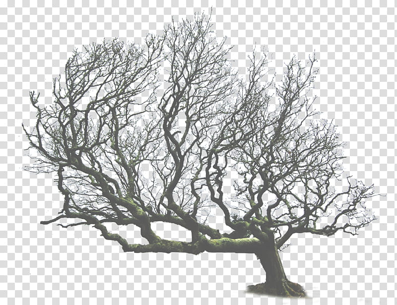 Leaning Tree, dead tree transparent background PNG clipart