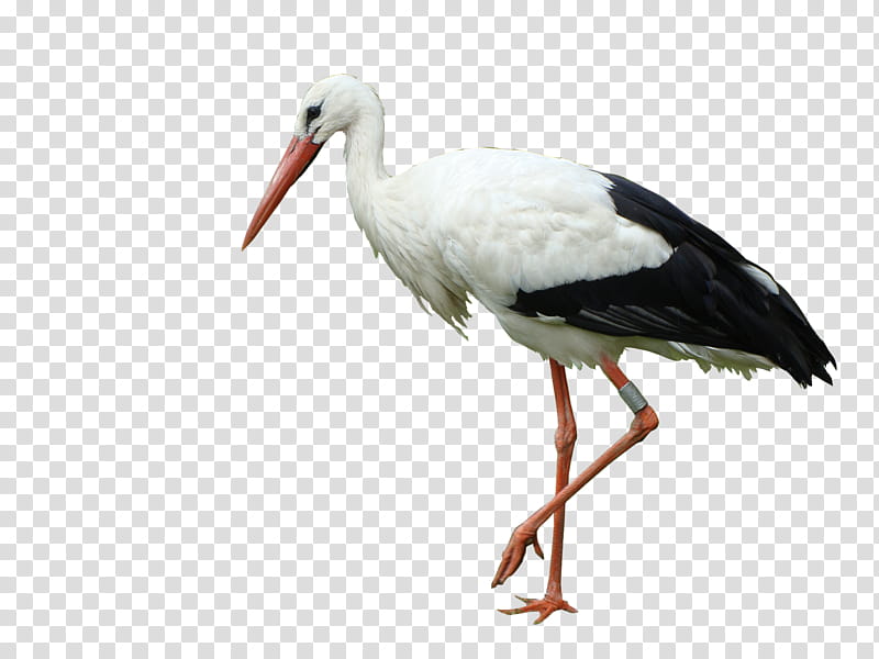 Crane Bird, White Stork, Marabou Stork, Beak, Lovebird, Wader, Neck, Fruit transparent background PNG clipart
