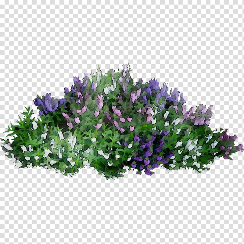 Family Tree, Flower, Shrub, Rose, Flower Garden, Purple, Lavender, Plant transparent background PNG clipart
