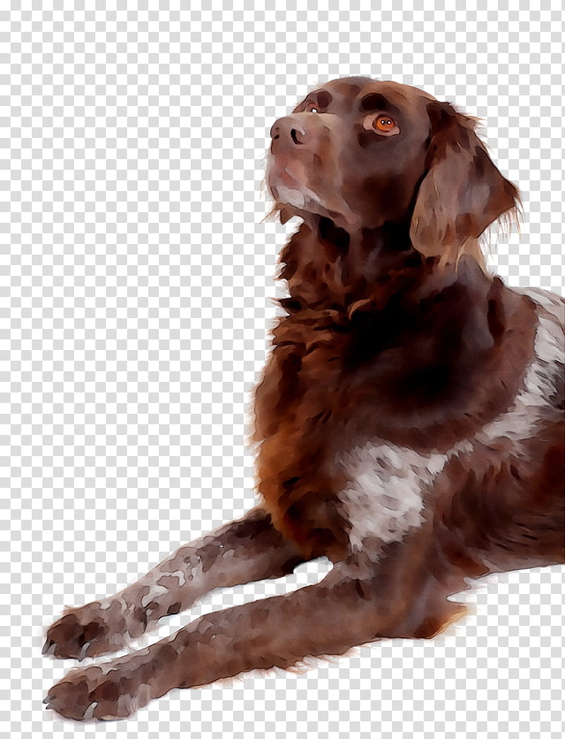Cartoon Dog, Boykin Spaniel, German Shorthaired Pointer, German Longhaired Pointer, Pet, Hunting Dog, Pointing Dog, American Kennel Club transparent background PNG clipart