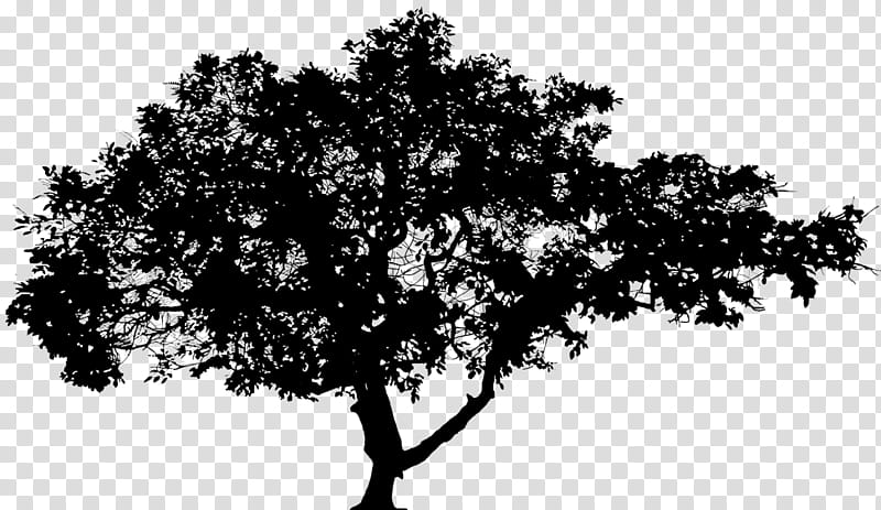 Oak Tree Leaf, Branching, Woody Plant, California Live Oak, Blackandwhite, Plant Stem, Flower, Californian White Oak transparent background PNG clipart