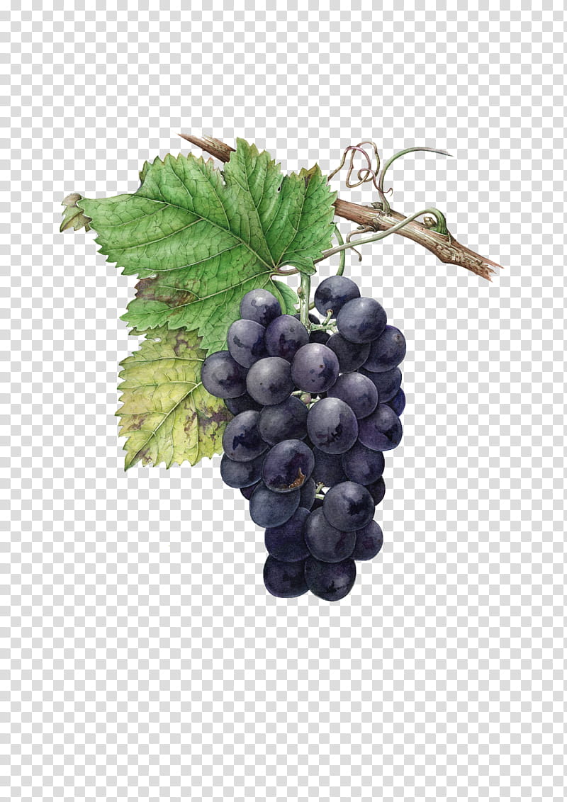 purple grape fruits transparent background PNG clipart