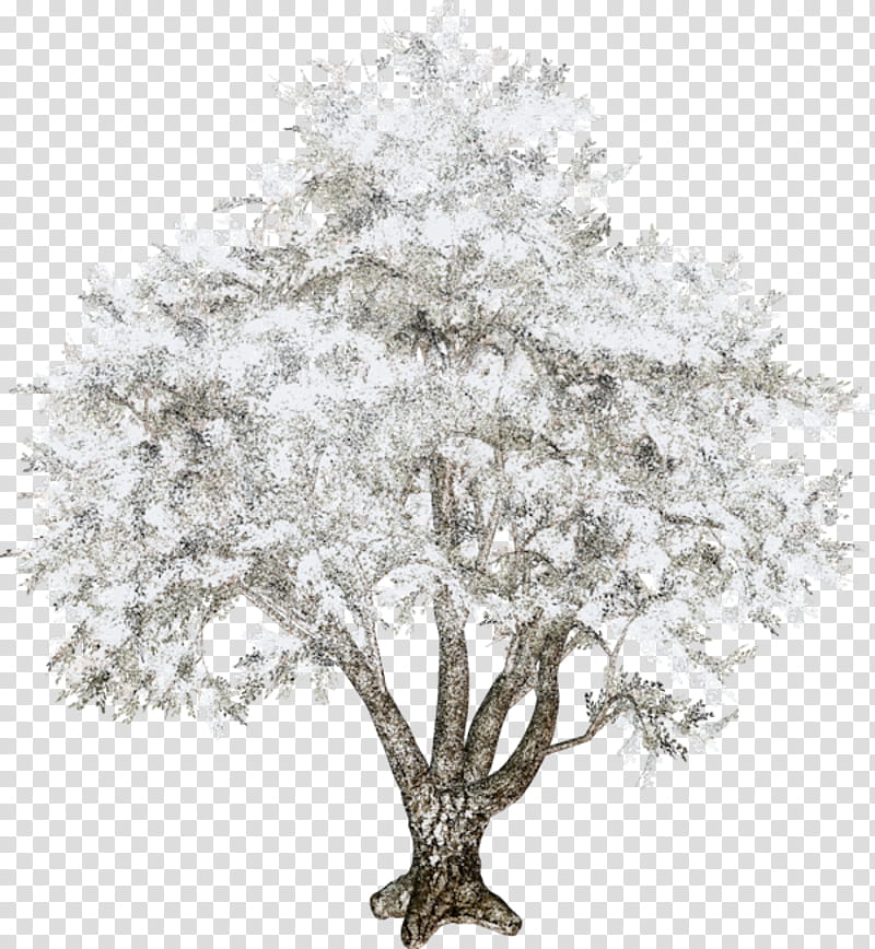 Tree Branch Silhouette, Drawing, Twig, Winter
, Snow, Sticker, White, Plant transparent background PNG clipart