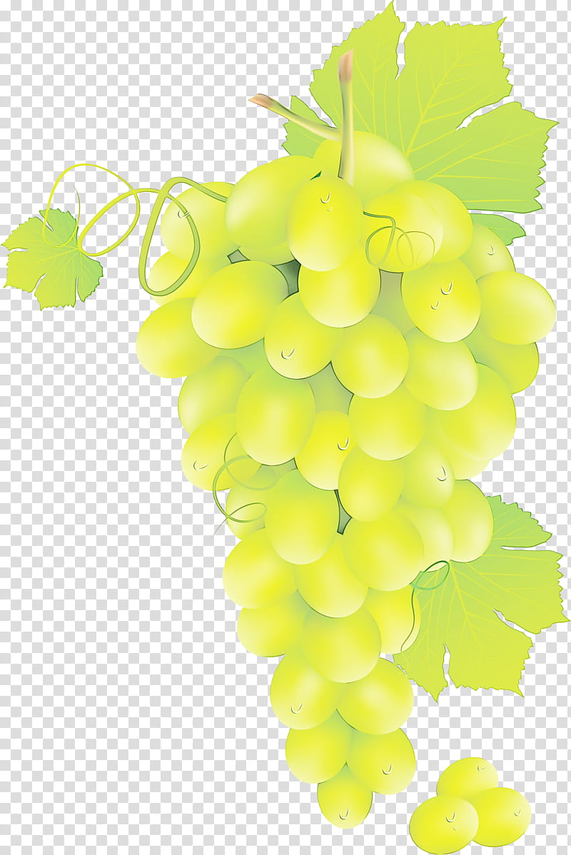 Green Leaf, Sultana, Grape, Seedless Fruit, Common Grape Vine, Grape Seed Extract, Grape Leaves, Grapevine Family transparent background PNG clipart