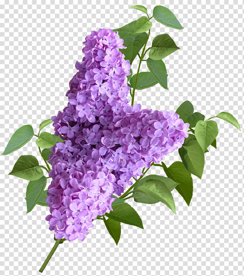 Lilac Flower, purple million flower transparent background PNG clipart