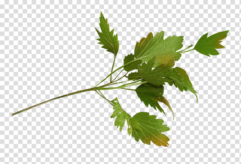 Parsley, Plant Stem, Leaf, Branch, Plants, Flower, Leaf Vegetable, Herb transparent background PNG clipart