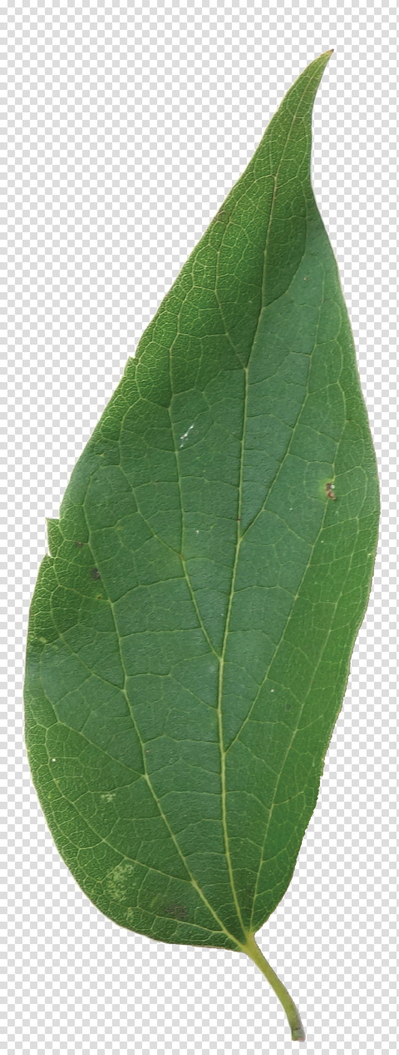 Green Leaf, Plant Pathology, Plants, Flower, Tree, Bay Leaf transparent background PNG clipart
