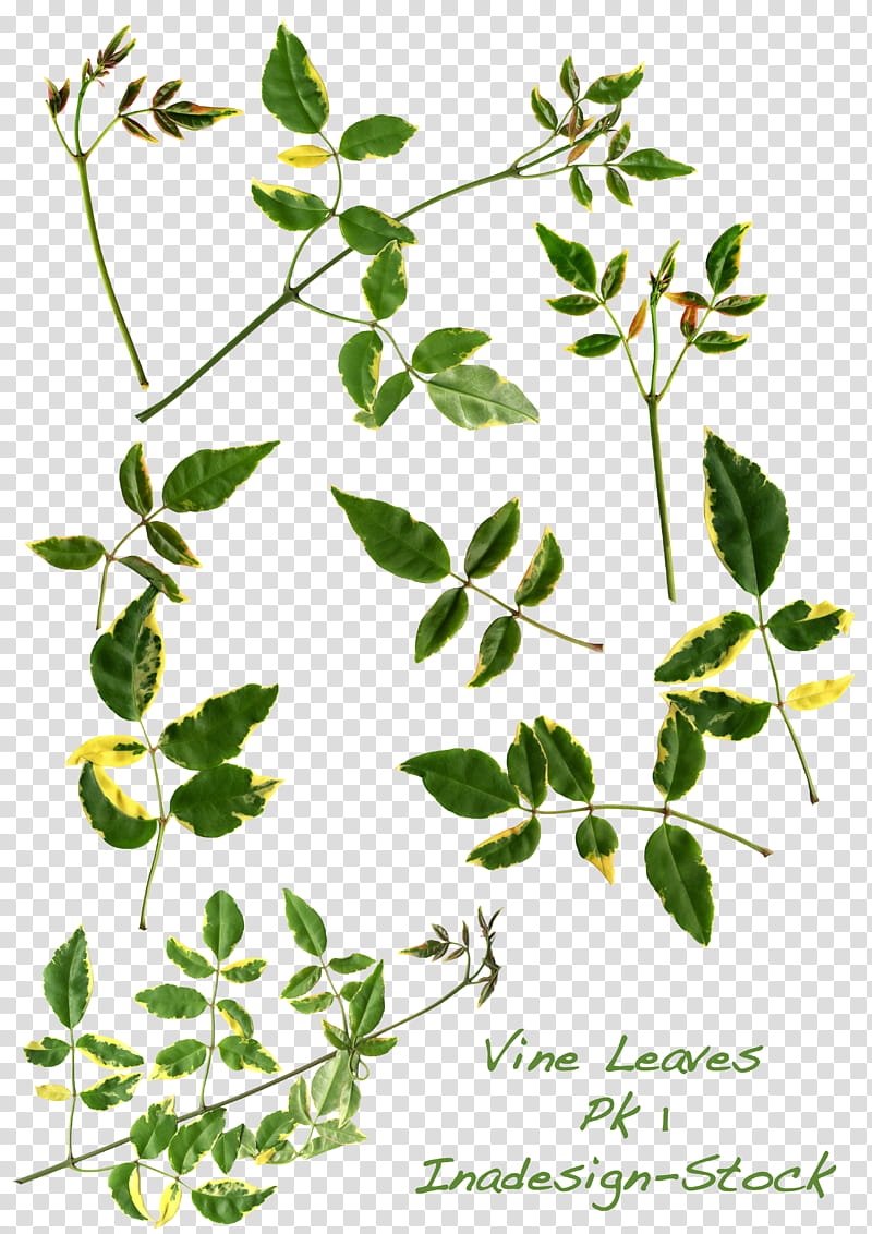 Vine Leaves Pk  , green leaves transparent background PNG clipart