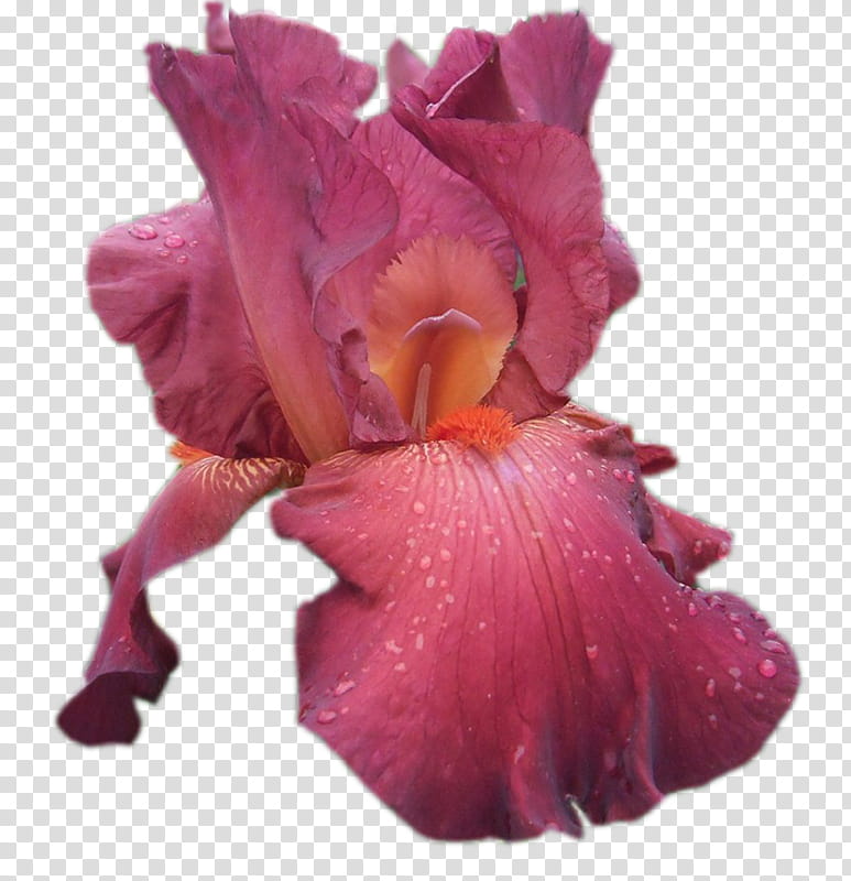 Blue Iris Flower, Cut Flowers, Northern Blue Flag, Irises, Cattleya Orchids, Petal, Purple, Pink transparent background PNG clipart