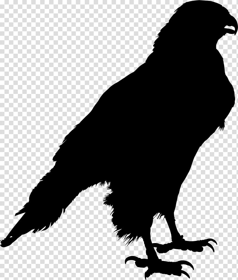 Drawing Of Family, Common Raven, Silhouette, Crow, Crow Family, Bird, Beak, Crowlike Bird transparent background PNG clipart