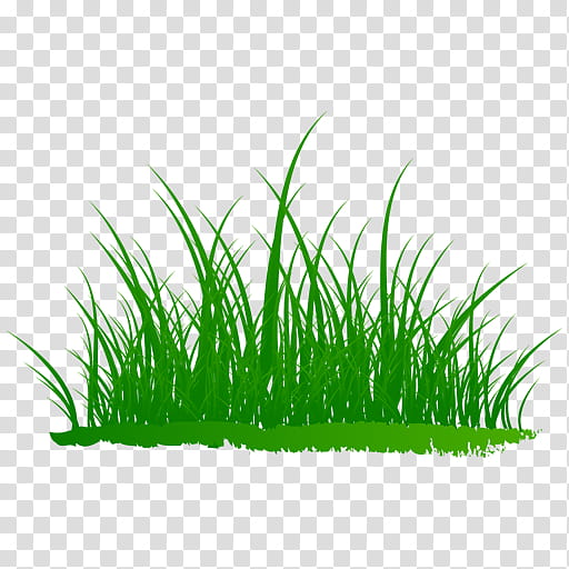 Green Grass, Blog, Sweet Grass, Grasses, Plants, Perennial Plant, Annual Plant, Weed transparent background PNG clipart