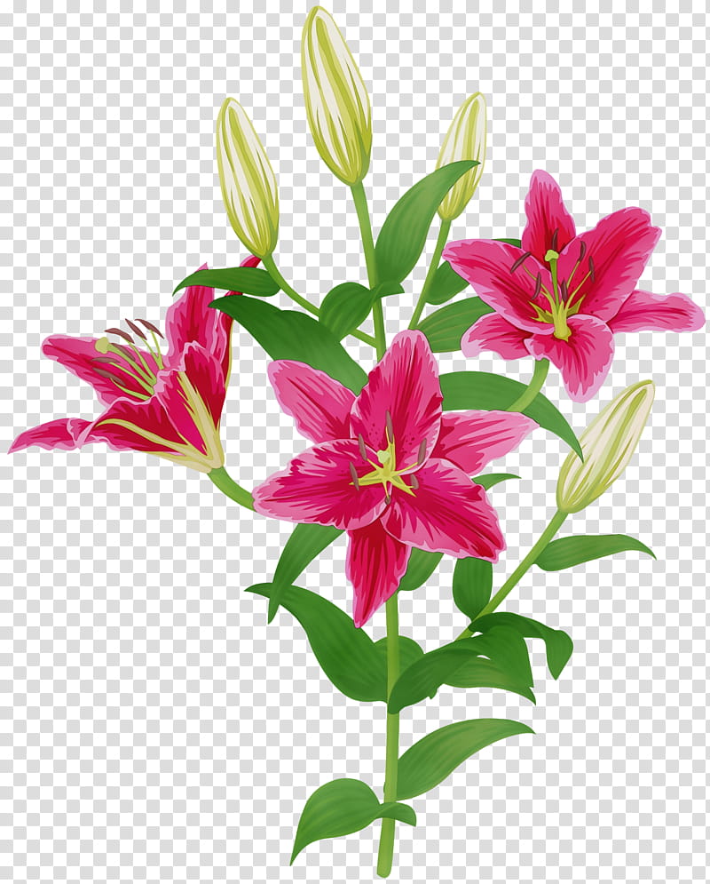 Easter Lily, Watercolor, Paint, Wet Ink, Flower, Pink Flowers, Madonna Lily, Floral Design transparent background PNG clipart