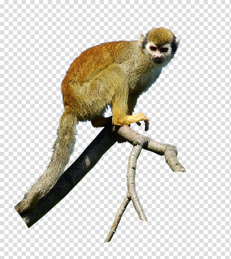 pre cut Saimiri squirrel monkey, brown monkey perch on tree branch transparent background PNG clipart
