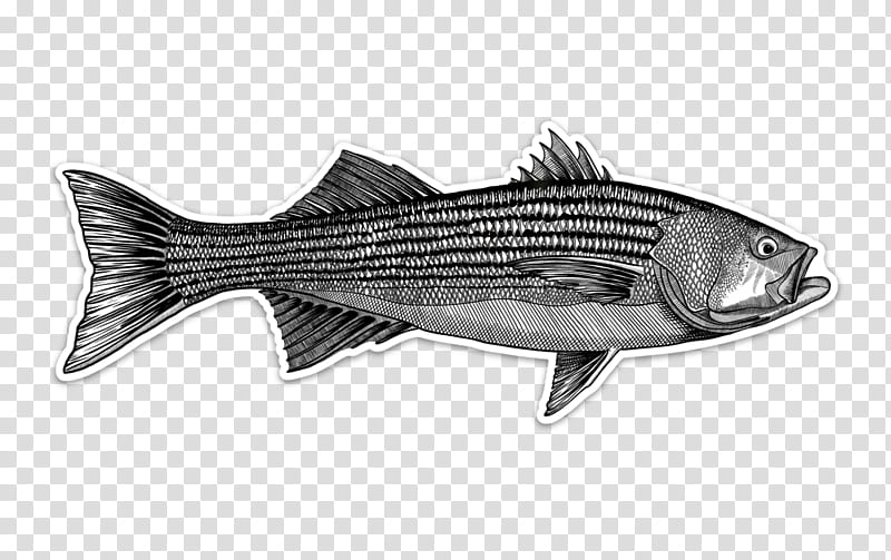 Fishing, Striped Bass, Fly Fishing, Decal, Sticker, Giant Trevally, Maryland, Cod transparent background PNG clipart