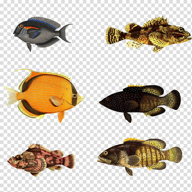 Fishies , six fishes collage transparent background PNG clipart