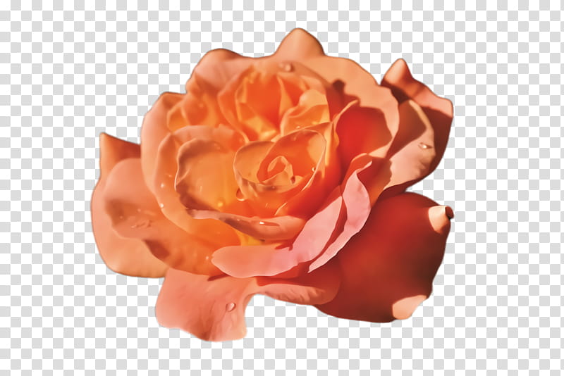 Garden roses, Orange, Pink, Flower, Petal, Rose Family, Hybrid Tea Rose, Plant transparent background PNG clipart