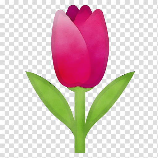 flowering plant tulipa humilis flower tulip petal, Watercolor, Paint, Wet Ink, Pink, Lady Tulip, Bud transparent background PNG clipart