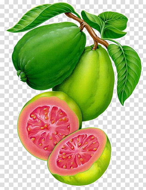 Green Leaf Watercolor, Guava, Painting, Watercolor Painting, Fruit, Drawing, Vegetable, Common Guava transparent background PNG clipart