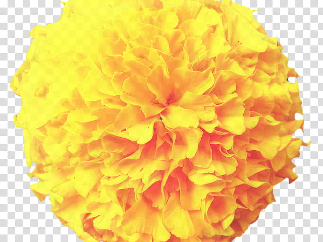 Pink Flower, Pot Marigold, Mexican Marigold, Southern Cone Marigold, Orange, Annual Plant, Marigolds, Yellow transparent background PNG clipart